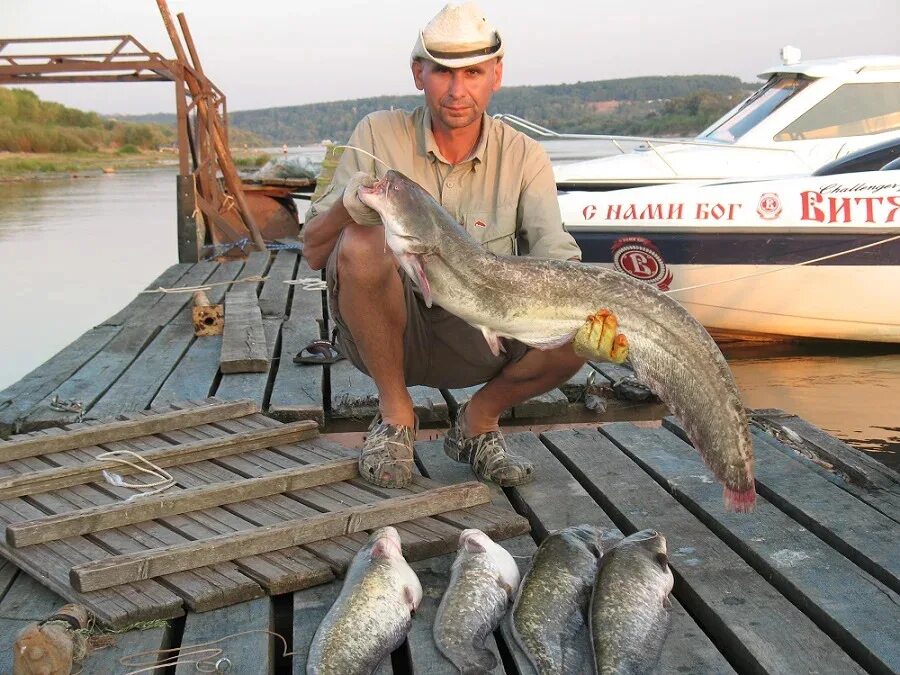 Рыбалка в Рязани и Рязанской. Сом в Рязанской области. Рыбы Рязанской области. Куплю для рыбалки в рязани