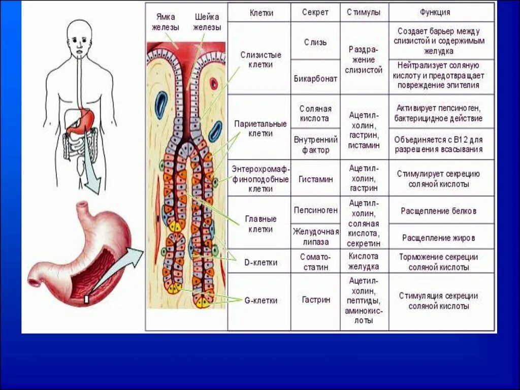 Клетки пищеварительной системы. Таблица по пищеварительной системе. Клетки желудка и их функции. Клетки желудка и их секреция. Клетки слизистой желудка вырабатывают