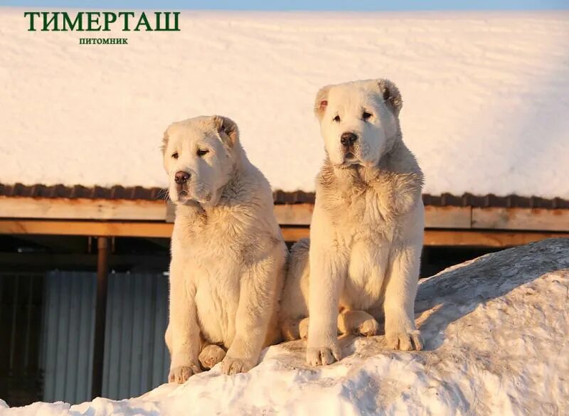 Питомник алабаев. Среднеазиатская овчарка. Тимерташ питомник алабаев. Питомник алабаев. Щенки алабая питомник.