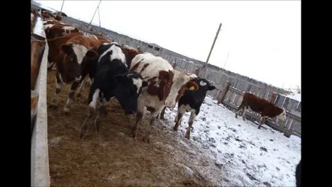 Выращиваемый на мясо бычок
