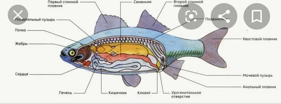 Внутреннее строение сельдеобразных рыб. Внутреннее строение лососеобразных. Внешнее строение сельдеобразных рыб. Внутреннее строение лососевых рыб.