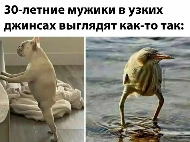 Собака в джинсах мем. Собачьи штаны. Собака в узких джинсах мем. Собака в джинсах. Мопс в джинсах.