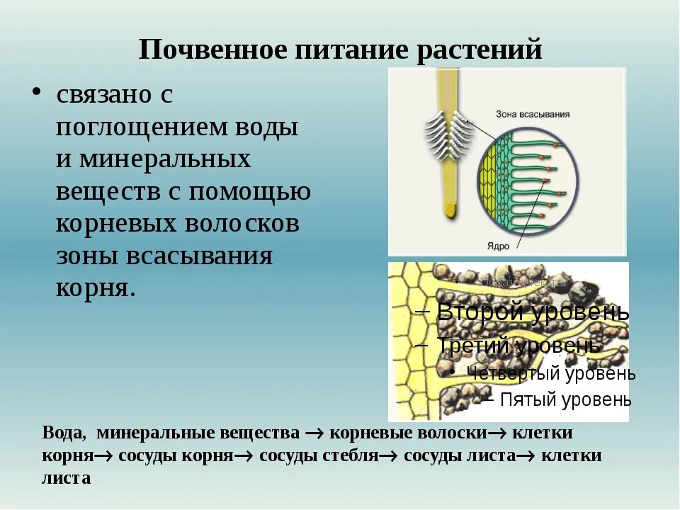 Минеральное почвенное питание растений. Минеральное почвенное питание растений 6 класс биология. Поглощение воды и Минеральных веществ. Питание почвенное питание. Проводящие элементы воды и минеральных солей