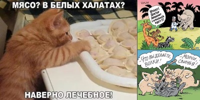 смешные анекдоты про животных