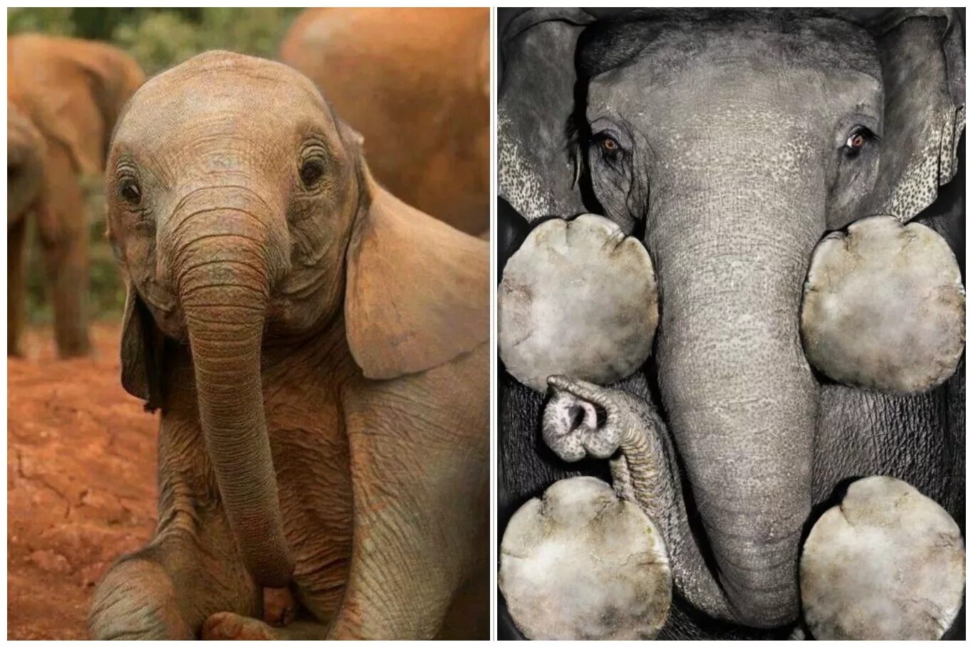 Сколько весит детеныш. Самка слона. Слоны вынашивают детенышей. Слониха самка.