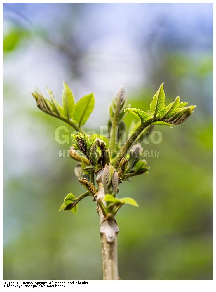 ясень обыкновенный побег. побег ясеня. ясень молодые побеги. ясень ланцетолистный. Fraxinus excelsior почки.