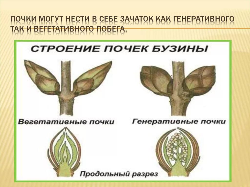 Видоизмененный генеративный побег. Строение вегетативного побега. Строение побега, вегетативной и генеративной почек.. Смешанные почки у растений. Строение генеративного побега.