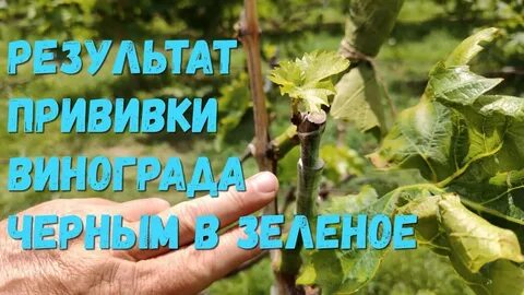 Результат прививки