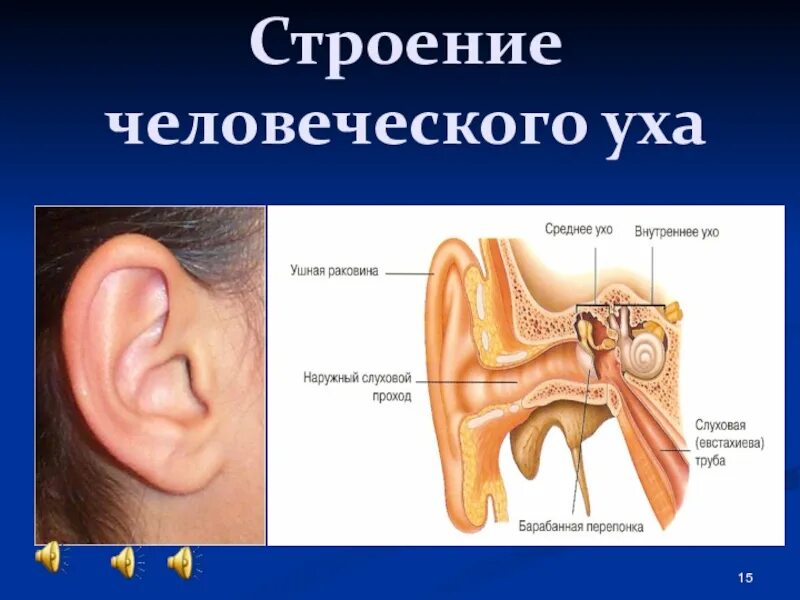 Схема органа слуха. Схема внутреннего уха ушной раковины. Строение уха с описанием. Схема устройства человеческого уха. Ушная раковина строение внутри.