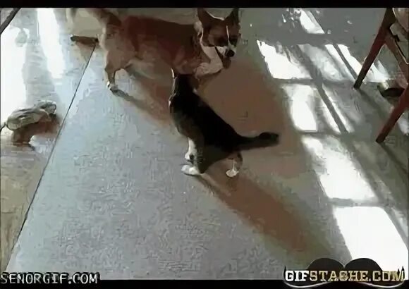 Кошка гоняет кошку