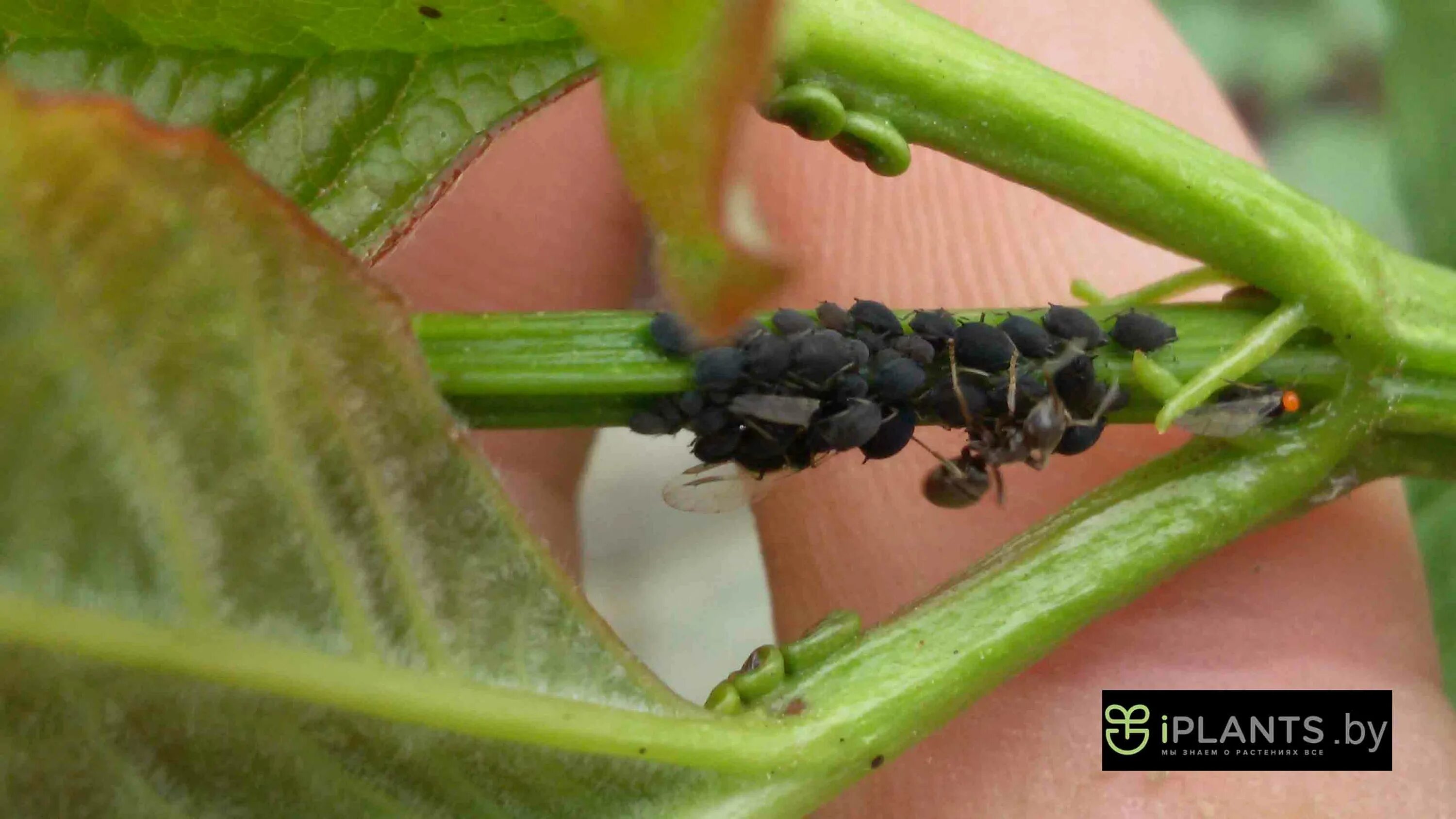 Тля на абрикосе как бороться. Белая тля на абрикосе. Тля на абрикосе как бороться. Галловая тля на вишне. Щитовка на мирте.