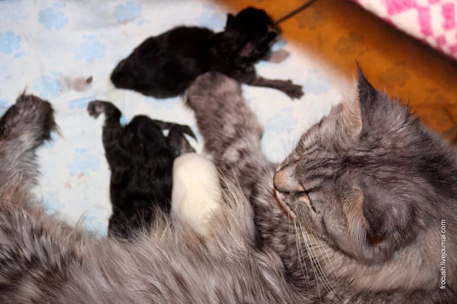 Котята открывают глазки. Котята открывают глазки. Слепые котята рыжие. Котенок только открыл глаза. Котята открывают глазки.