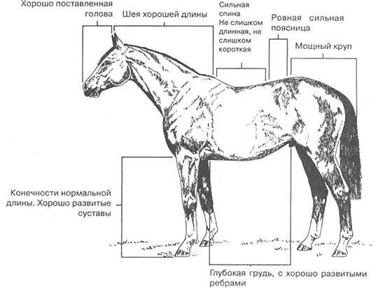 Какая длина лошади. Как измерить лошадь в холке. Скакательный сустав у лошади. Как измерить высоту лошади. Длина туловища лошади.