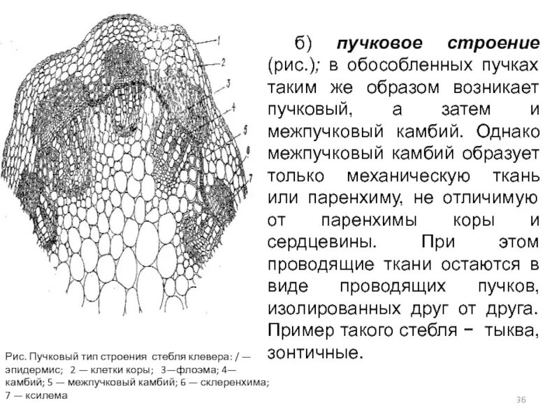 Пучковый камбий у тыквы. Межпучковый камбий при пучковом типе строения стебля откладывает. Пучковое строение стебля. Камбийтв проводящих пучказ.