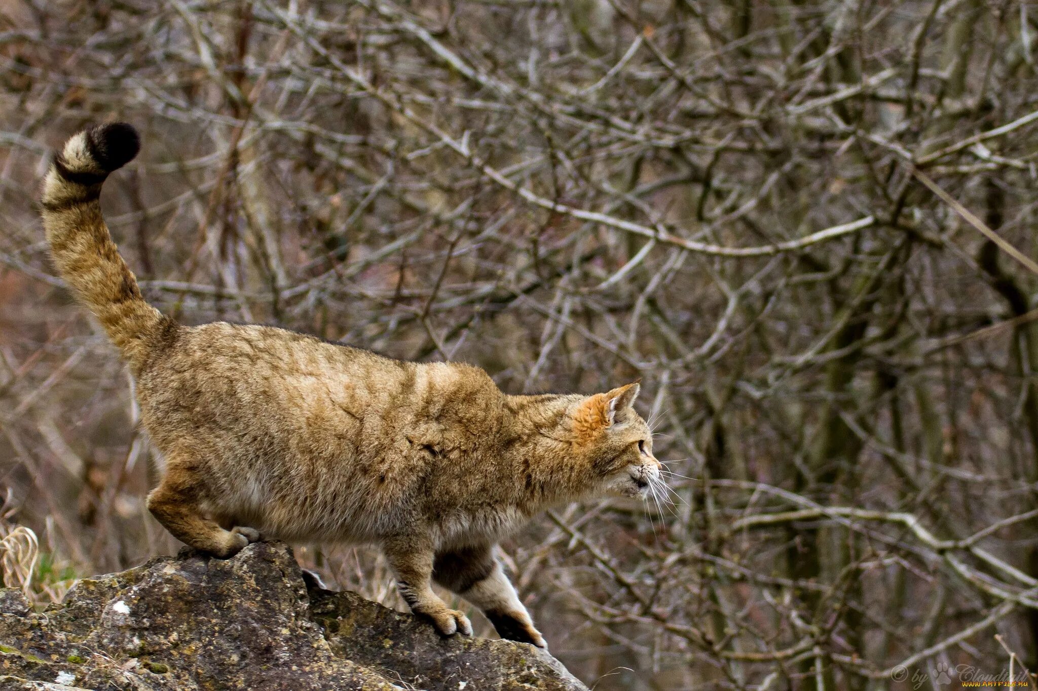 Европейский дикий Лесной кот. Дальневосточный Лесной кот. Кавказский дикий Лесной кот. Европейская Дикая Лесная кошка. Охотясь какой вид