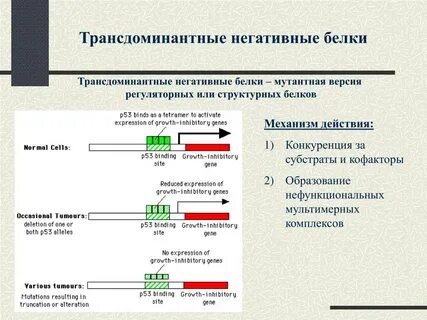 Белок отрицательный