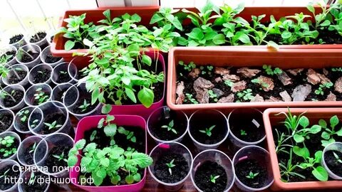 Что посадить на рассаду в декабре и январе? Гвоздика Шабо. - YouTube