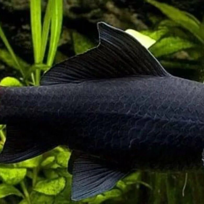 Центропиг черный. Рыба пиранья. Лабео черный. Петушок коронохвостый черный. Черный паку рыба.