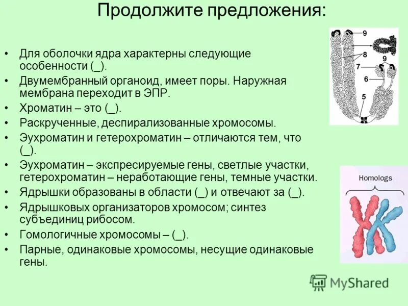 Деспирализованные хромосомы. Деспирадизованные хромосом. Хроматин это деспирализованные хромосомы. Деспирализованные, невидимые в микроскоп хромосомы называются. Парные одинаковые хромосомы