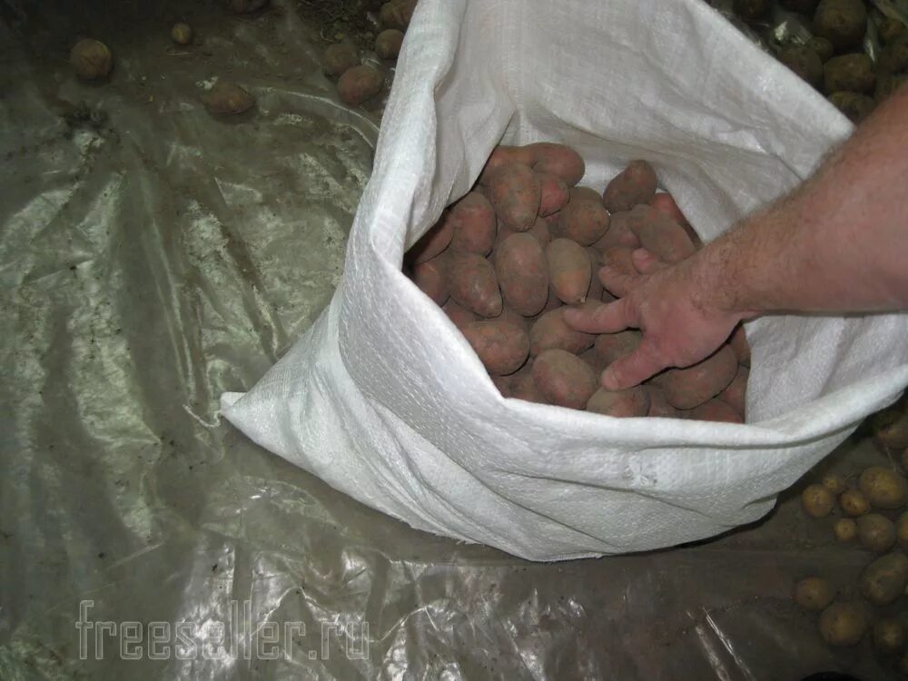 Можно ли сыпать картошку. Мешок картошки. Картофель в мешках. Мешки под картофель. Мешки для хранения картошки.