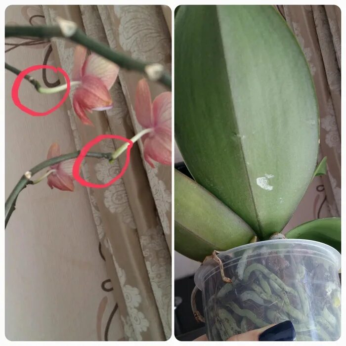 Почему орхидея вянет и что делать