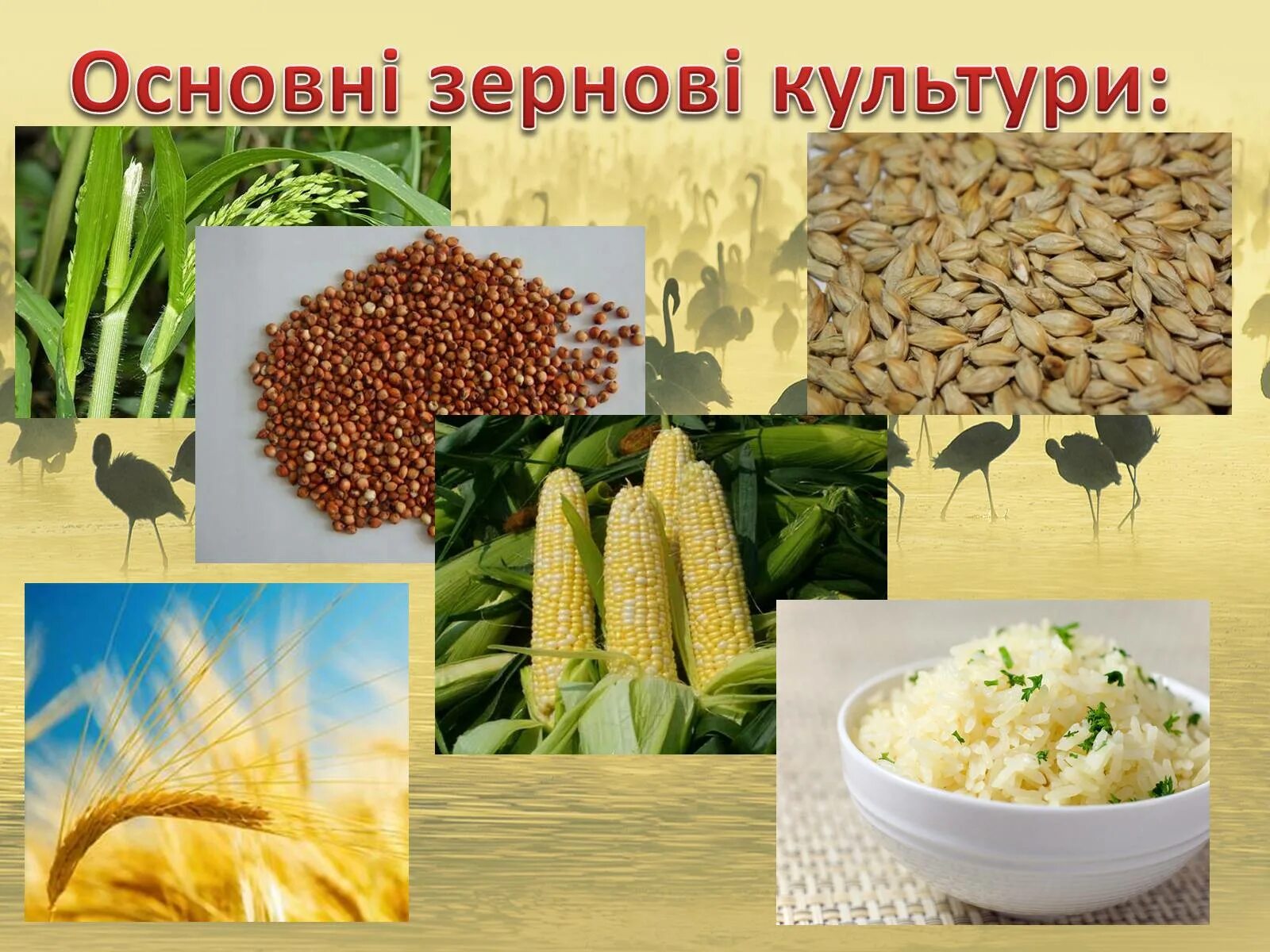 Зерновые культуры семена. Зерновые культурные растения. Плод зерновых культур. Зерновая культура 5.