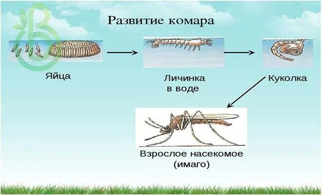 Цикл развития комара. Стадии развития комара. Развитие комара с полным превращением. Яйцо личинка Имаго.