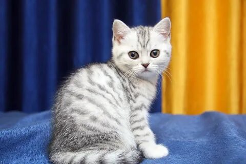 британская короткошёрстная кошка полосатая: 2 тыс изображений найдено в  Яндекс Картинках