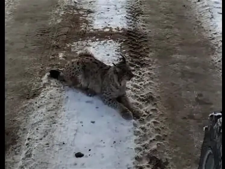 Рыси на дороге. Фотографии рыси. Рысь на дороге. Рыси на дороге. Рысь через дорогу.