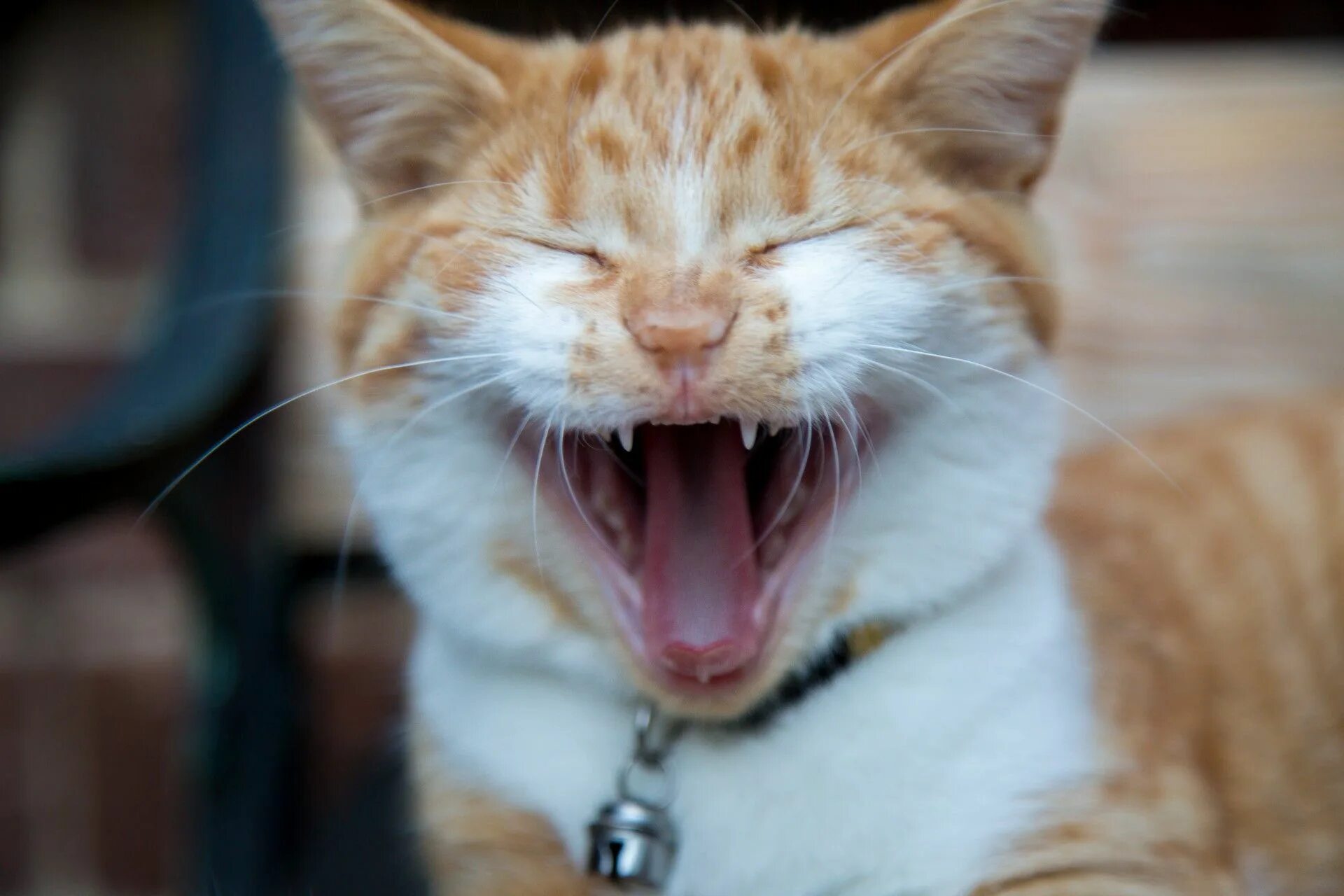 Ржет со всего. Кот смеется. улыбка кота. улыбающиеся коты. кот ржет.