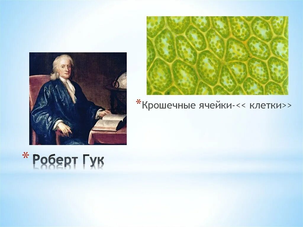 Гук ввел термин клетка. Гук ввел термин клетка