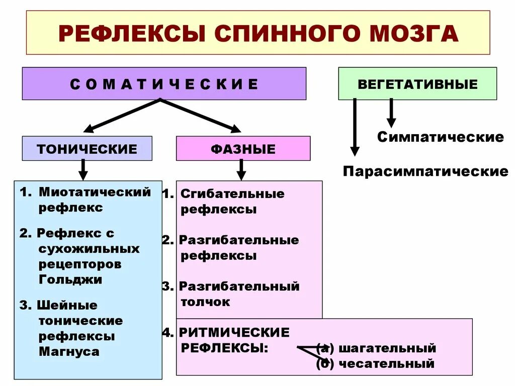 Вегетативные рефлексы головного мозга. Классификация соматических оеыоексов спинногтмозга.. Классификация рефлексов спинного мозга физиология. Классификация спинальных рефлексов. Классификация соматических рефлексов.