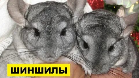 Пол шиншиллы