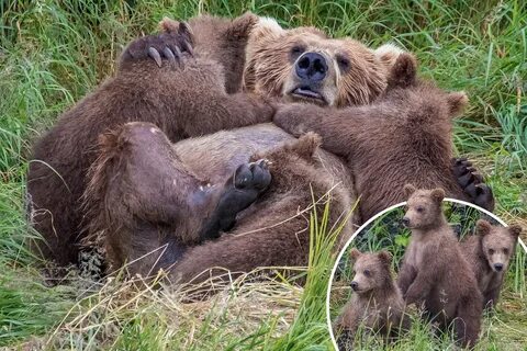 К чему снится кормить медведя
