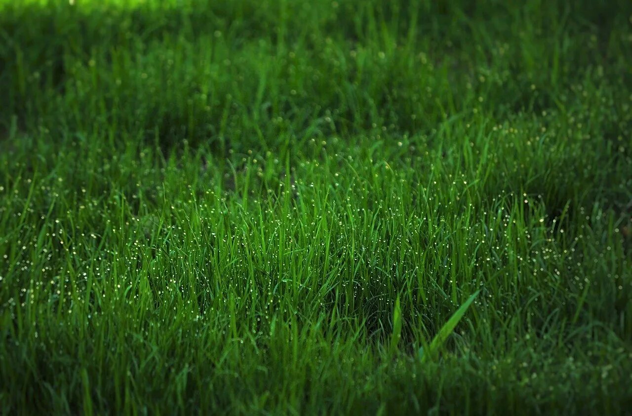 Зеленая трава. Зеленый газон. Grass трава. Мелкая травка.
