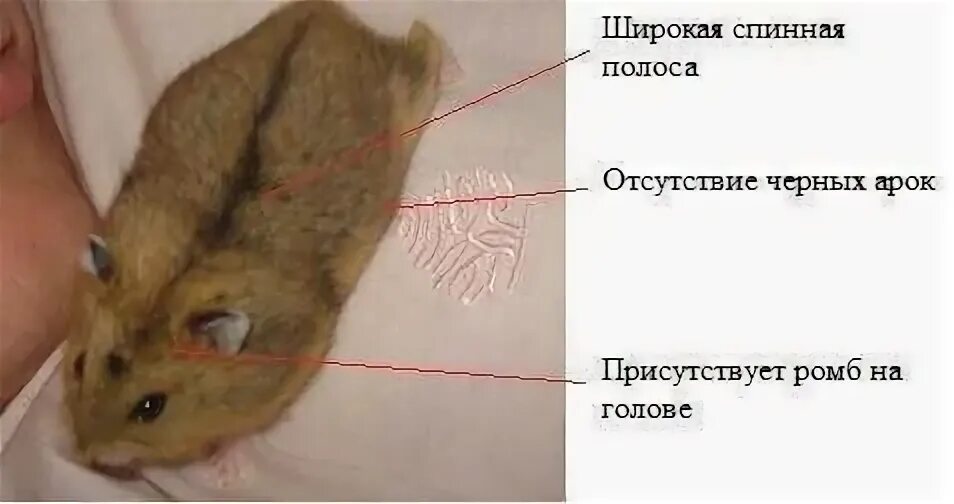 Как узнать карты в хомяке