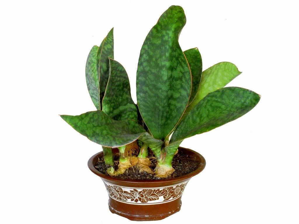 сансевиерия грандис. сансевиерия rosea grandis. сансевиерия грандис. сансевиерия масониана грандис. грандис зулуенсис сансевиерия.