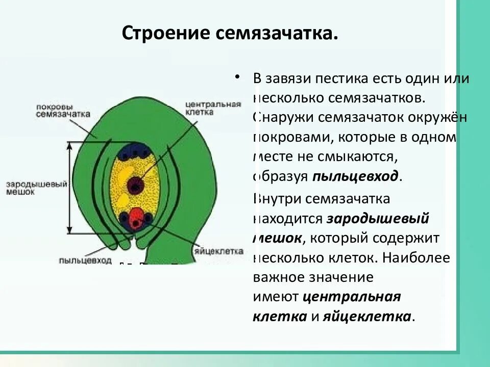 Образование особенности строения