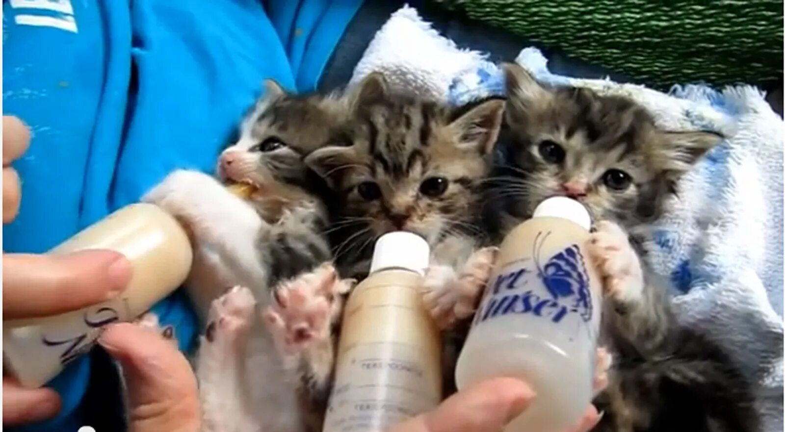 Найти видео котята. Бутылочка для котят. красивые маленькие котята пьют из бутылочки. кошка саванна пьет из бутылочки молоко инстаграмм.