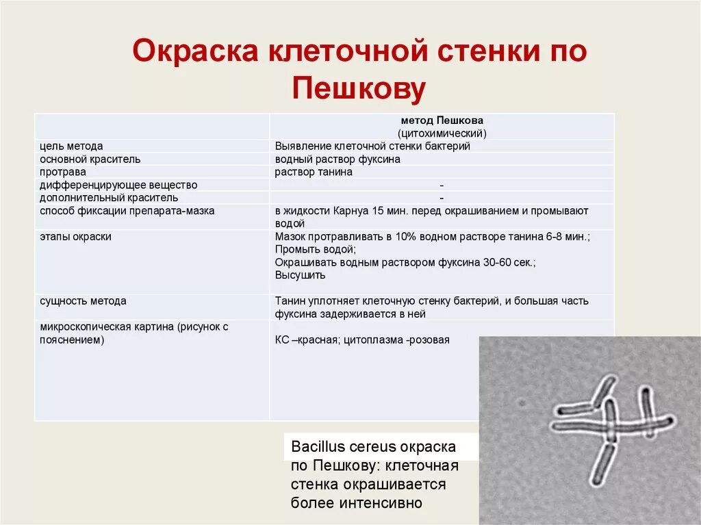 Методы выявления клеточной стенки. Метод выявления клеточной стенки. Метод обнаружения клеточной стенки бактерий. Методы окраски клеточной стенки микробиология. Клеточная стенка окраска