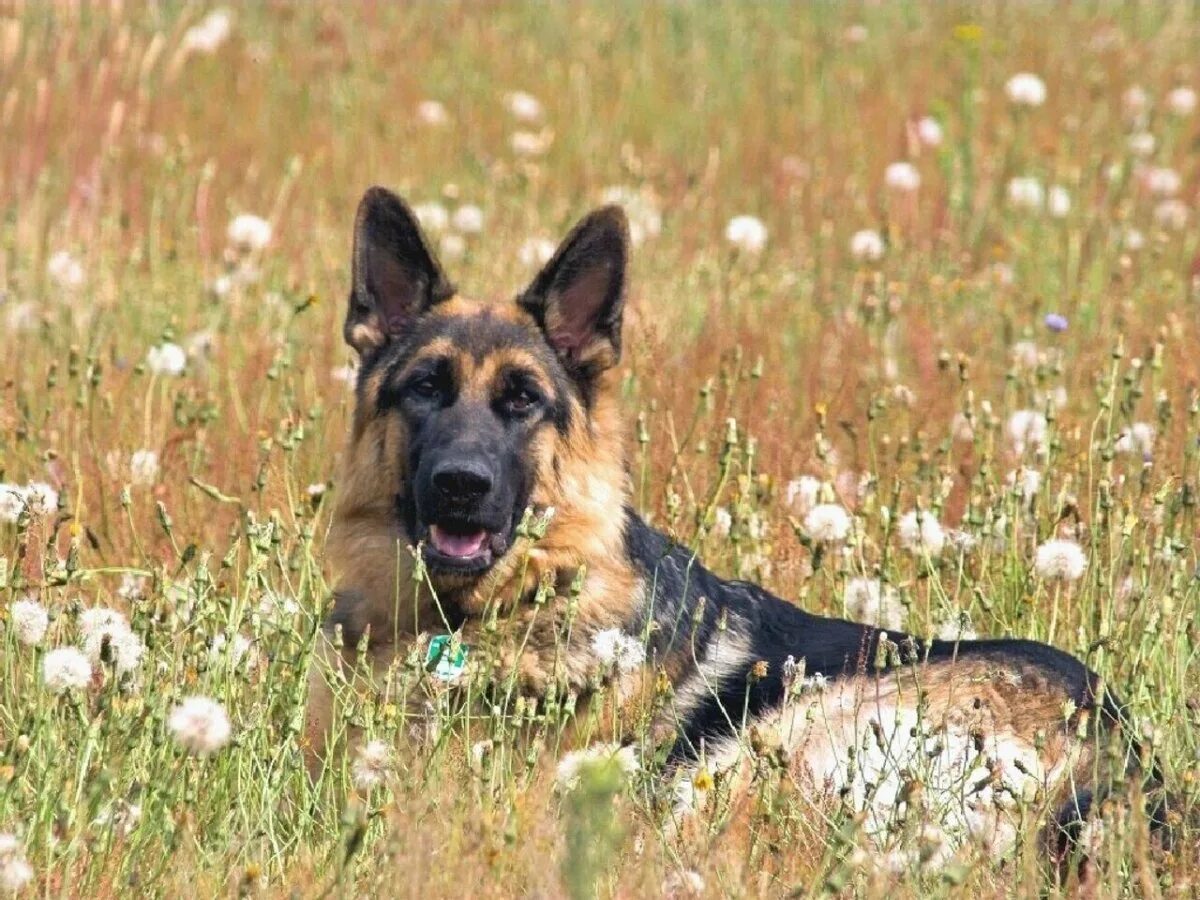 Овчарки выскочив. Белорусская ушастая овчарка. Баварская овчарка Shepherd. Германская медвежья овчарка. Среднерусская овчарка.