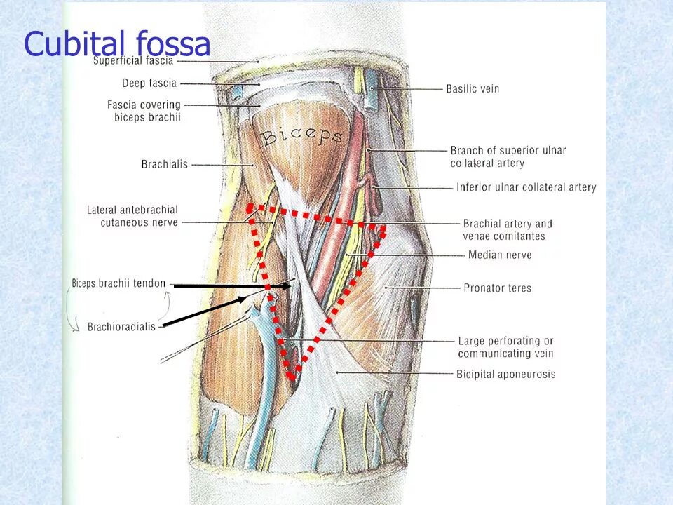 Локтевая ямка топографическая анатомия. Задняя медиальная локтевая борозда. Топография локтевой ямки топографическая анатомия. Локтевая вена топография. Медиальная и латеральная борозды локтевой ямки.