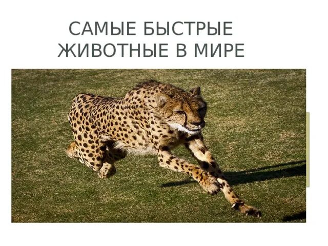 Самое быстрое животное в мире и его скорость. Самое быстрое животное в мире. Быстрое животное. Какое самое быстрое животное на земле. Самый быстрый животное в мире скорость.