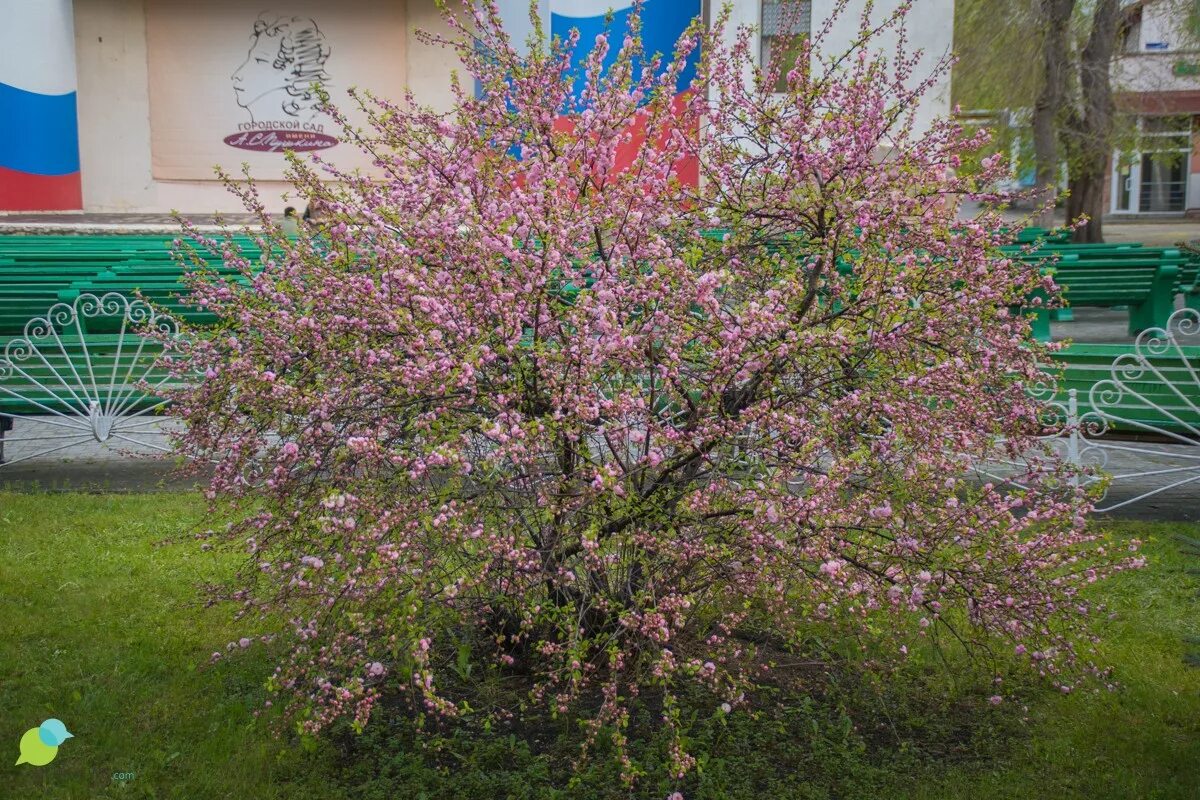 Деревья челябинска