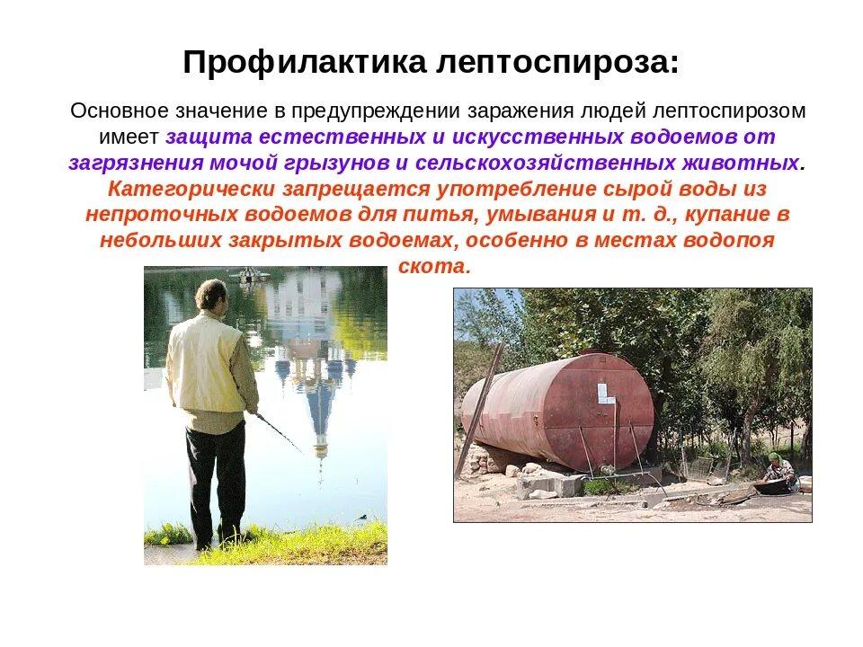 памятка по лептоспирозу. профилактика лептоспироза вакцина. профилактика лептоспироза. препараты для специфической профилактики лептоспироза. сыпь, характерная для лептоспироза.