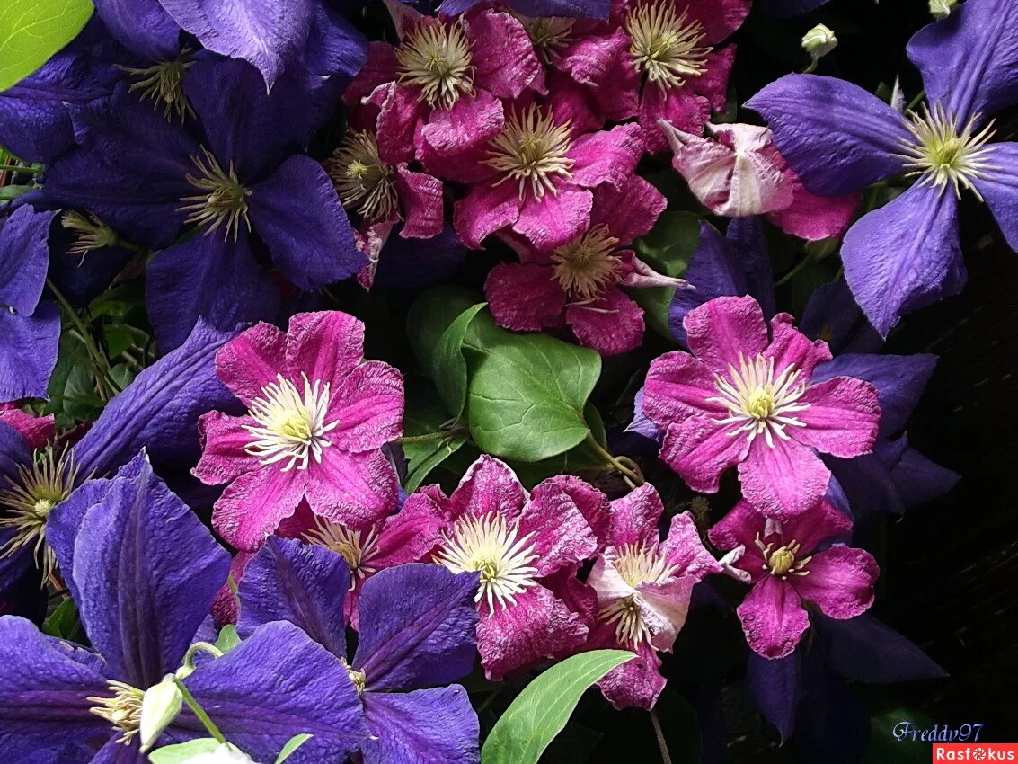 Клематисы недорого в интернете. Клематис юста. Клематис палетт. Колодяжный клематисы. Клематис джуста.