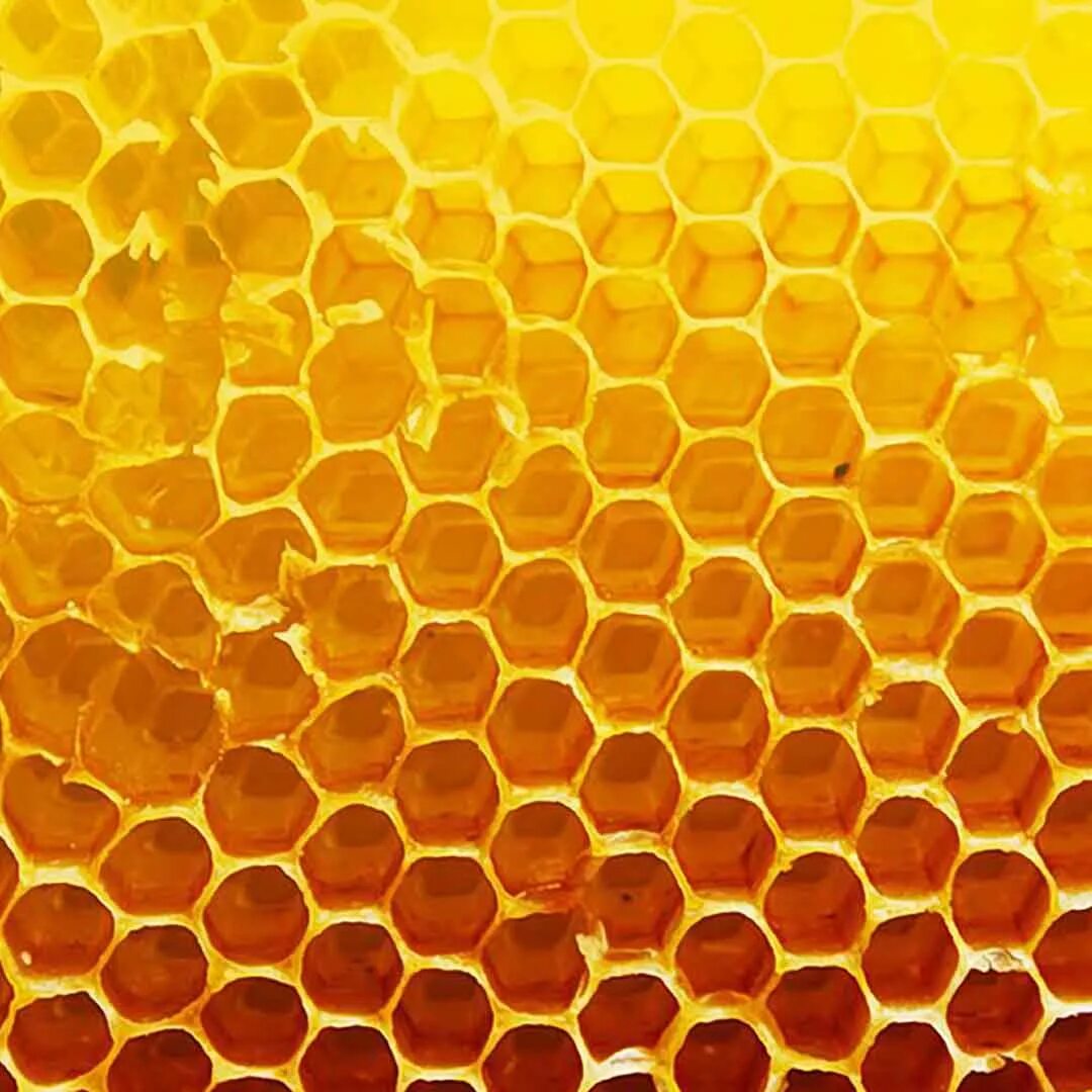 Много сот. Соты пчелиные. Много сот. Медоносная пчела соты. Медоносная пчела улей.