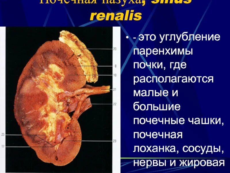 Строение паренхимы почек. Средняя треть паренхимы почки. Паренхима почки образована:.