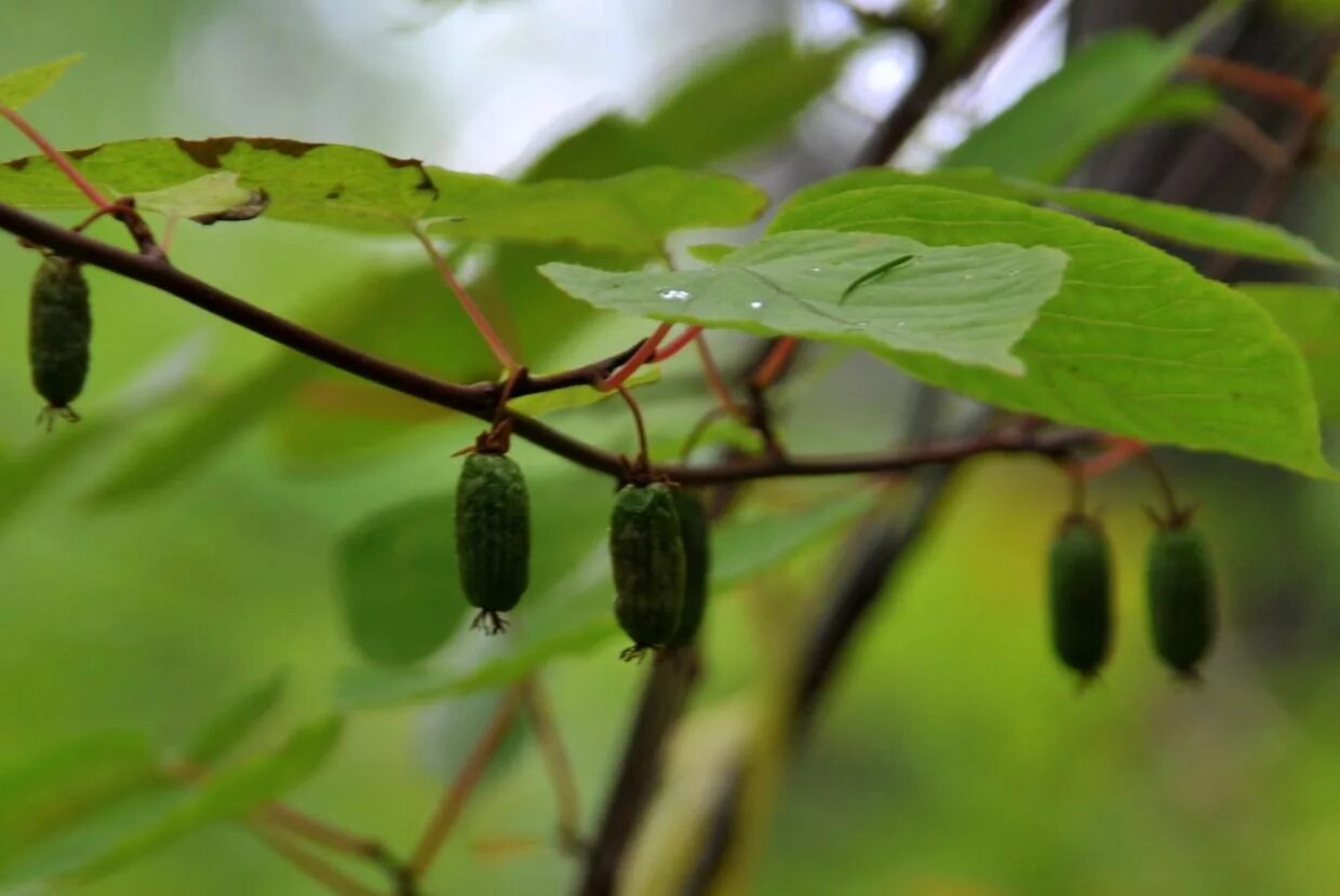 Ягода кишмиш дальневосточный. Актинидия коломикта изобильная. Дальневосточный кишмиш актинидия. Актинидия коломикта лакомка. Актинидия аргута золотая коса.