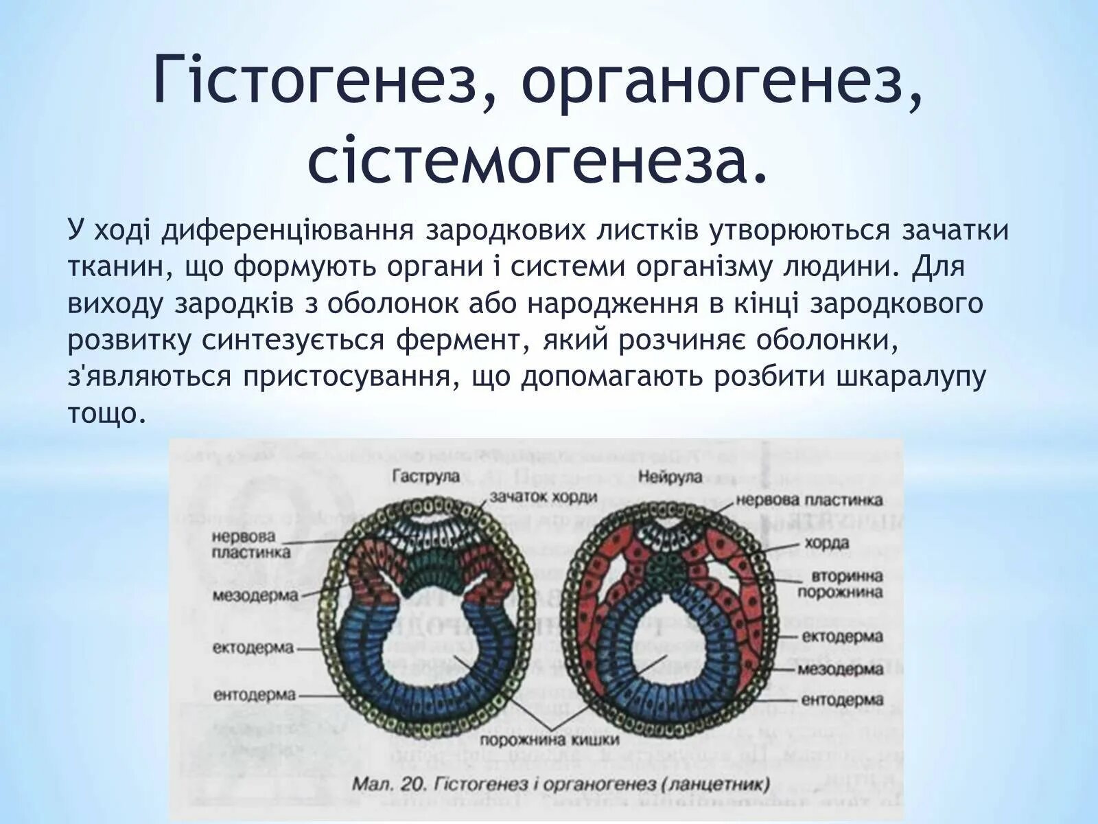 Три стадии характеризующие стадию органогенеза. Органогенез. Гистогенез и органогенез. Органогенез рисунок. Органогенез таблица.